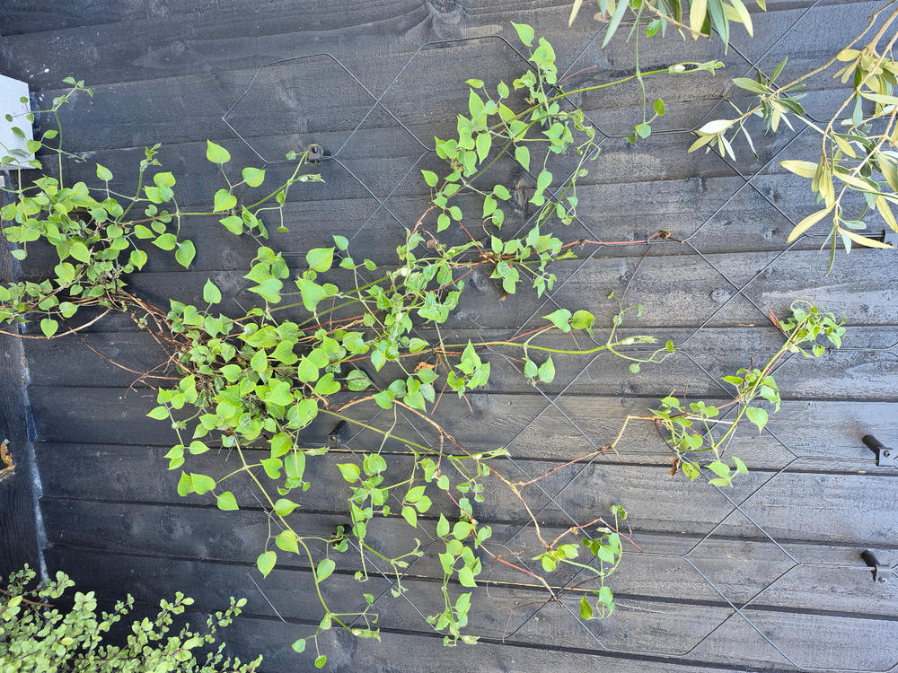 Lattice Wall Trellis - Customer Photo From Kirsty F.