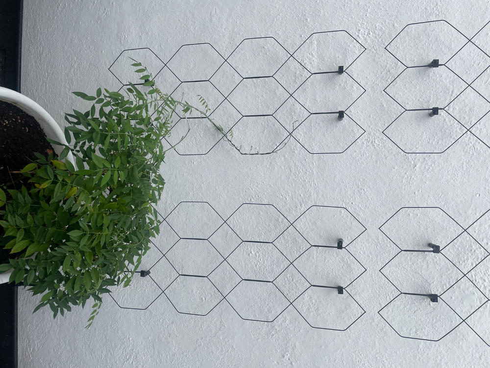 Lattice Wall Trellis - Customer Photo From Colette T.