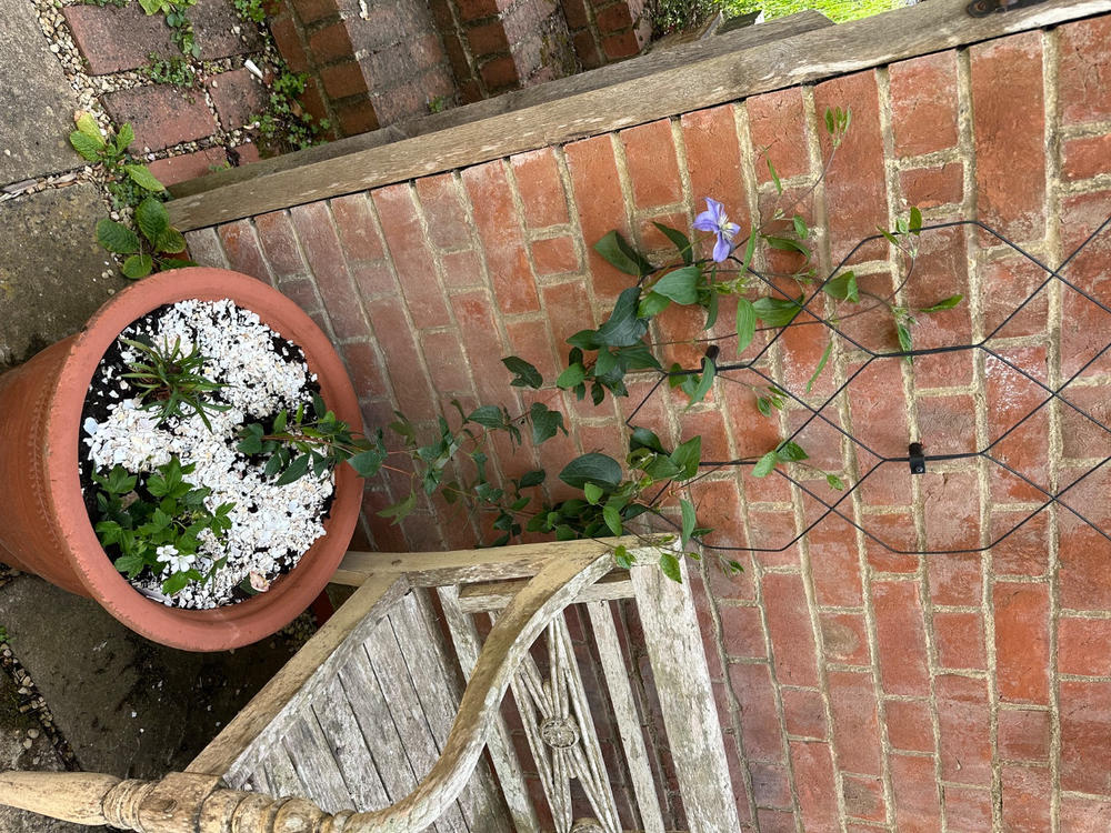 Lattice Wall Trellis - Customer Photo From Deborah S.
