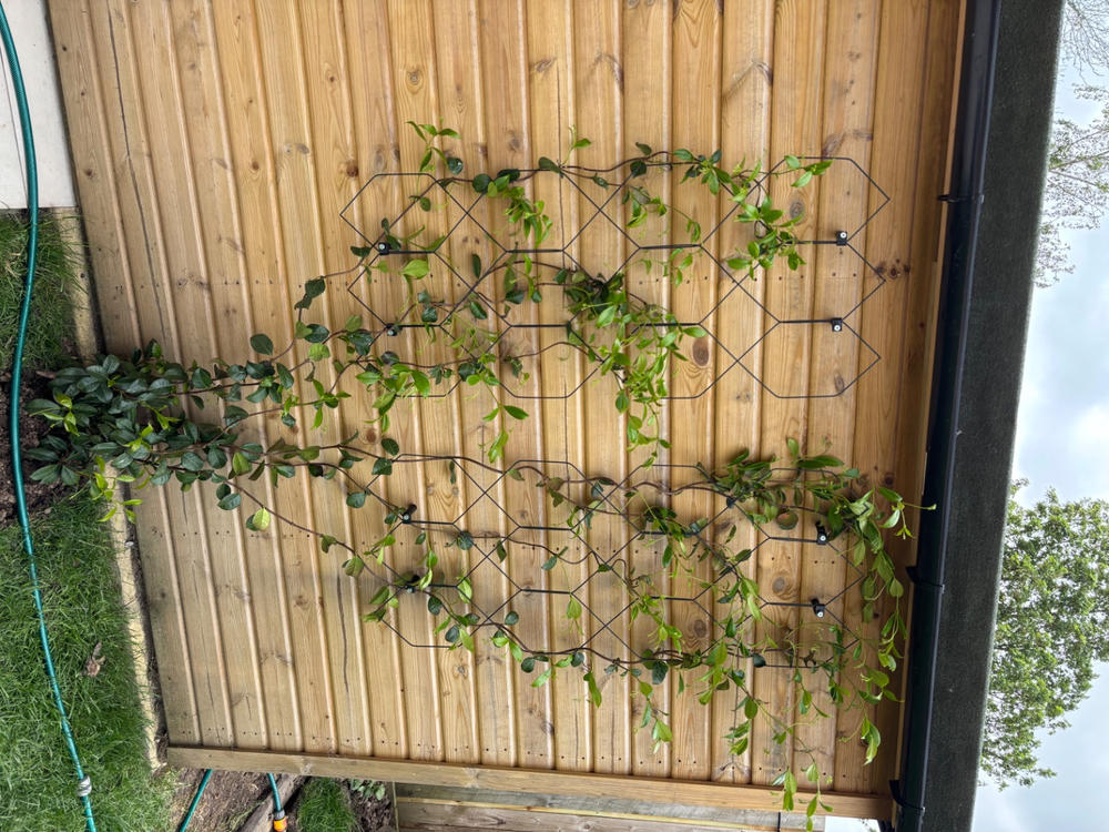 Lattice Wall Trellis - Customer Photo From Linda W.