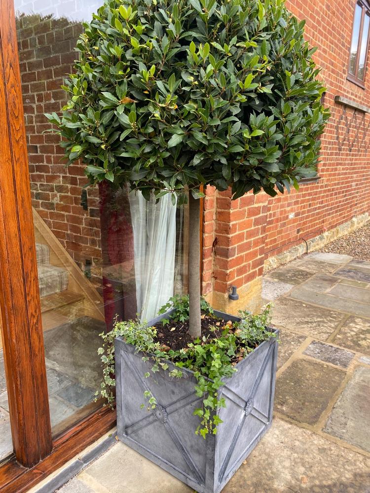 Regency Zinc Planter - Customer Photo From Samantha B.