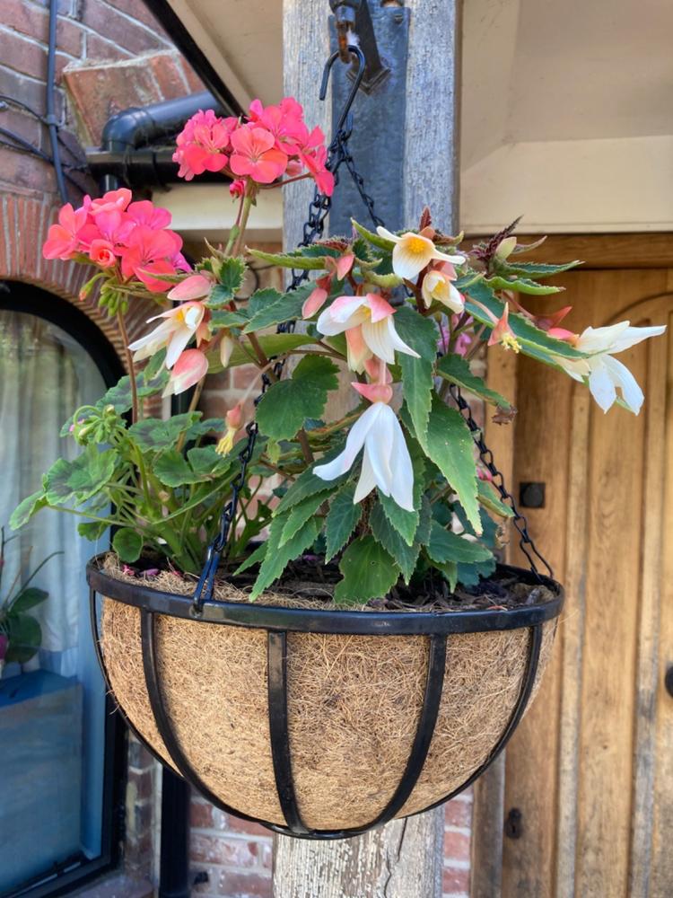 York Hanging Basket - Customer Photo From Maria C.