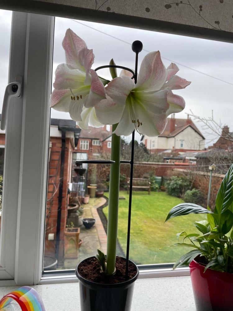 Amaryllis Plant Support - Customer Photo From Sheena C.