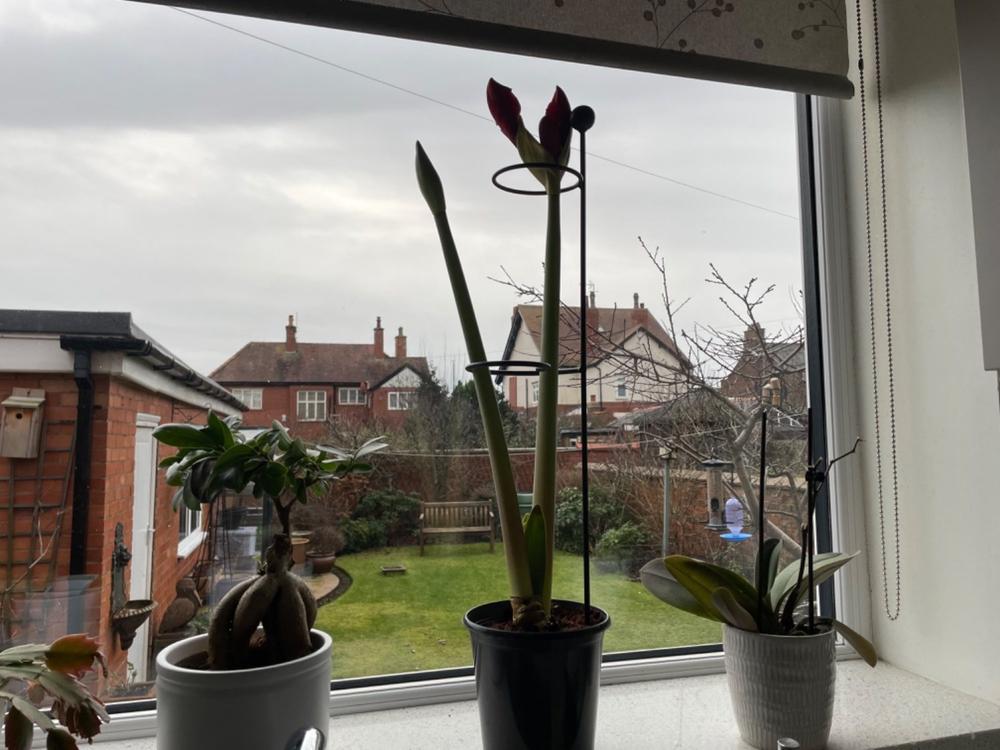Amaryllis Plant Support - Customer Photo From Sheena C.