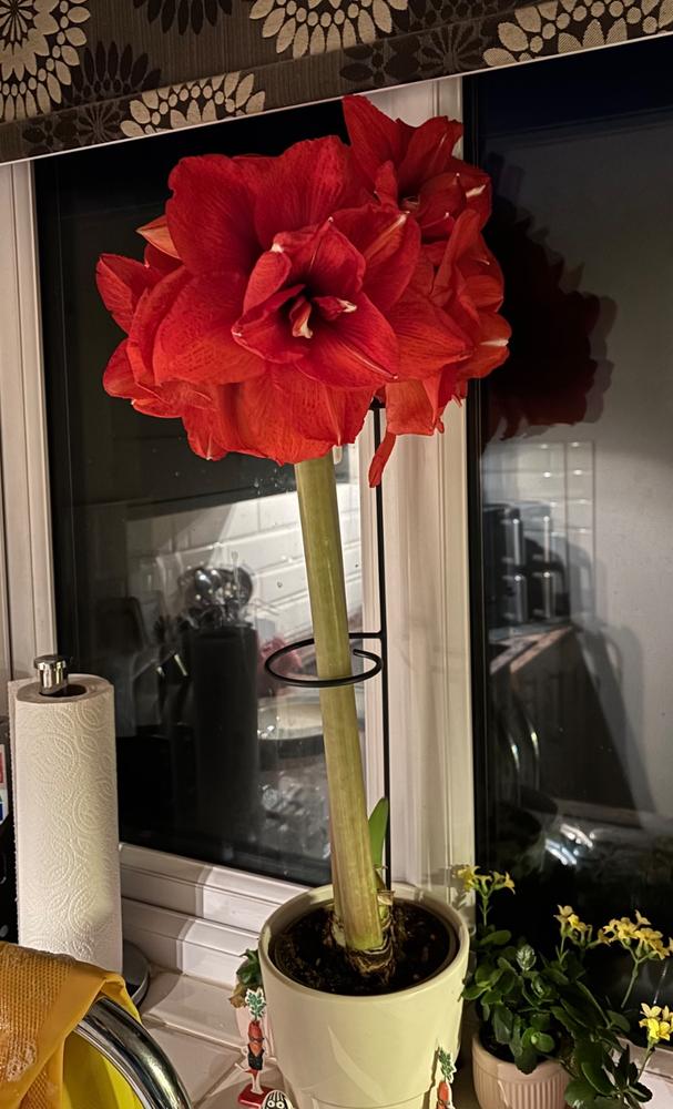 Amaryllis Plant Support - Customer Photo From Nicola S.