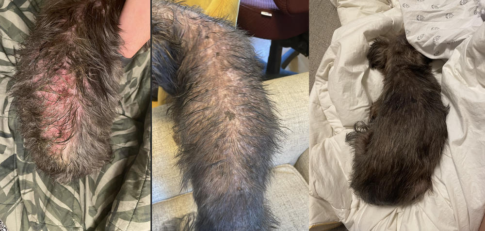 Yeasty Beast Protocol for Dogs - 3 product kit - Customer Photo From Uly