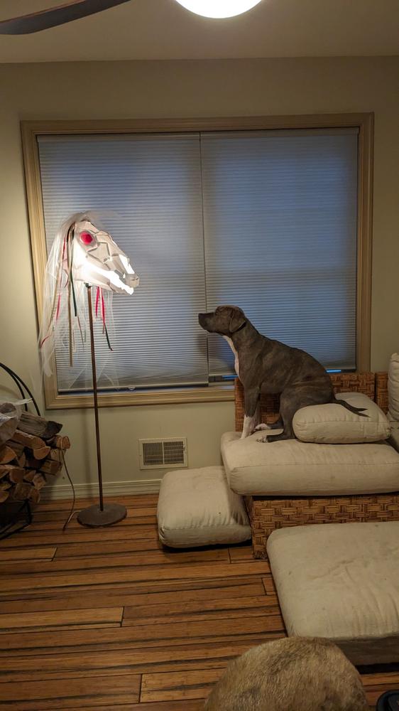 Horse Skull for Halloween and Mari Lwyd - Customer Photo From Carolyn Caruso