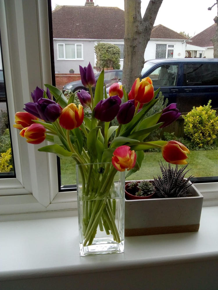 Wisdom & Balance Duo Tulips - Customer Photo From Sara Williams