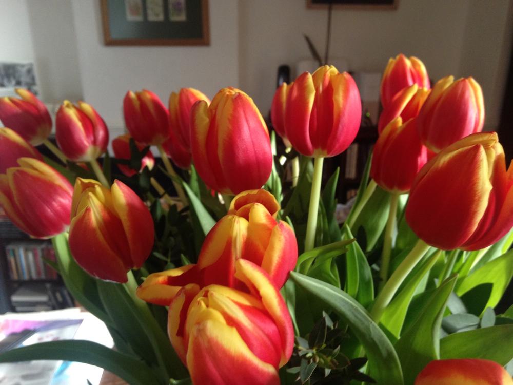 Wisdom & Balance Duo Tulips - Customer Photo From Jackie Berrington