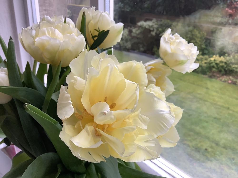 Speciality Tulips - Customer Photo From Catherine Dyson