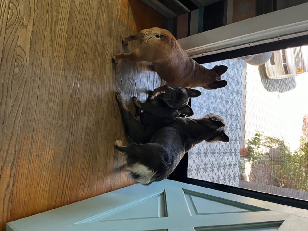 Love Bugs | Pre & Probiotics - Customer Photo From Shelley Lundstrom