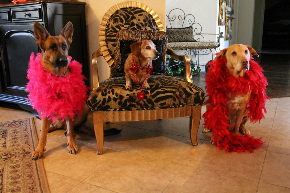Wholesale: Your Go 2 - Customer Photo From DeDe Murcer Moffett Raw Dog and Food Co