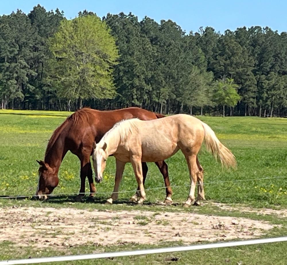 Equine Gut Soothe - Customer Photo From Mindy Pearson