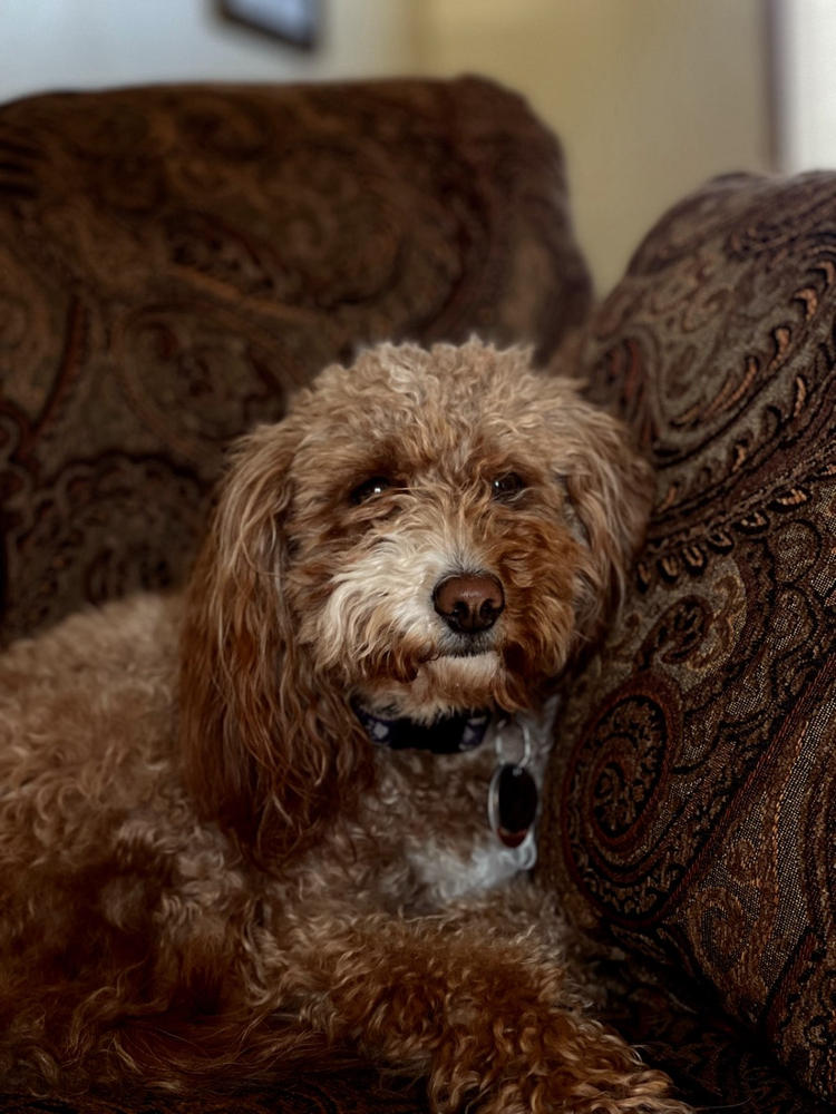 Small Dog - Leaky Gut Protocol - Customer Photo From Donna Knight