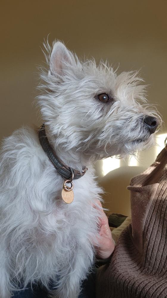 Small Dog - Leaky Gut Protocol - Customer Photo From Donna Knight