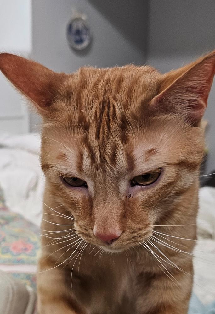 Felix