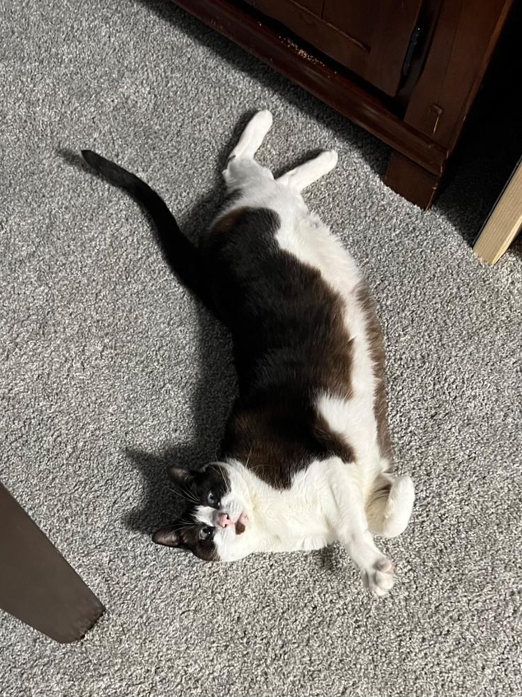 Felix