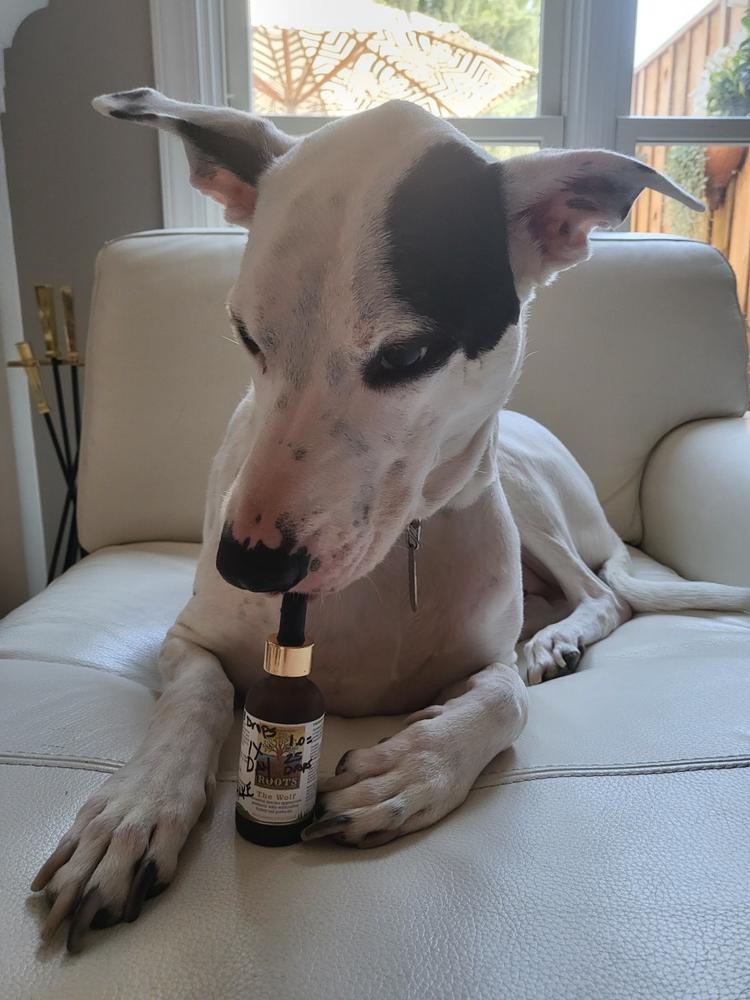 The Wolf | Species Appropriate Probiotic - Customer Photo From Kim Damico