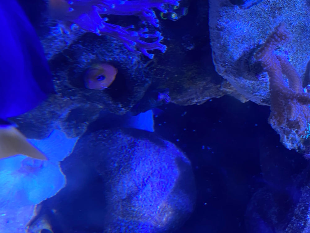 Tigriopus Californicus Reef Copepods - Pod Your Reef