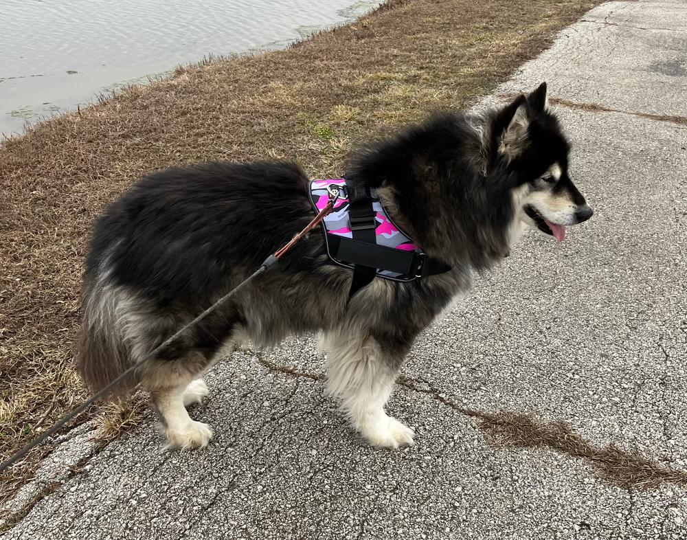 Best no pull on sale harness for malamute