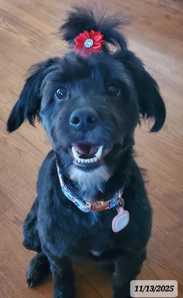 Full Spectrum CBD Oil - 250 mg - Customer Photo From Anonymous