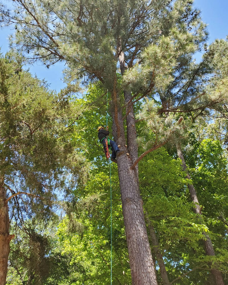 24-Strand Arborist Climbing Rope - Customer Photo From Arjay Hinek