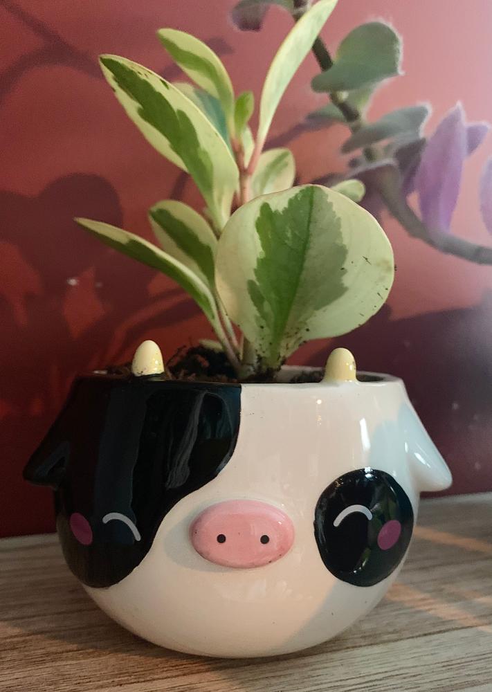Cow Planter - Customer Photo From Corey