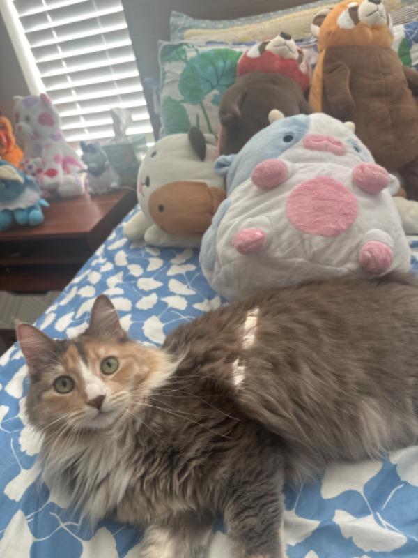 Blueberry Cow Heatable Plush - Customer Photo From Madolyn McPhail