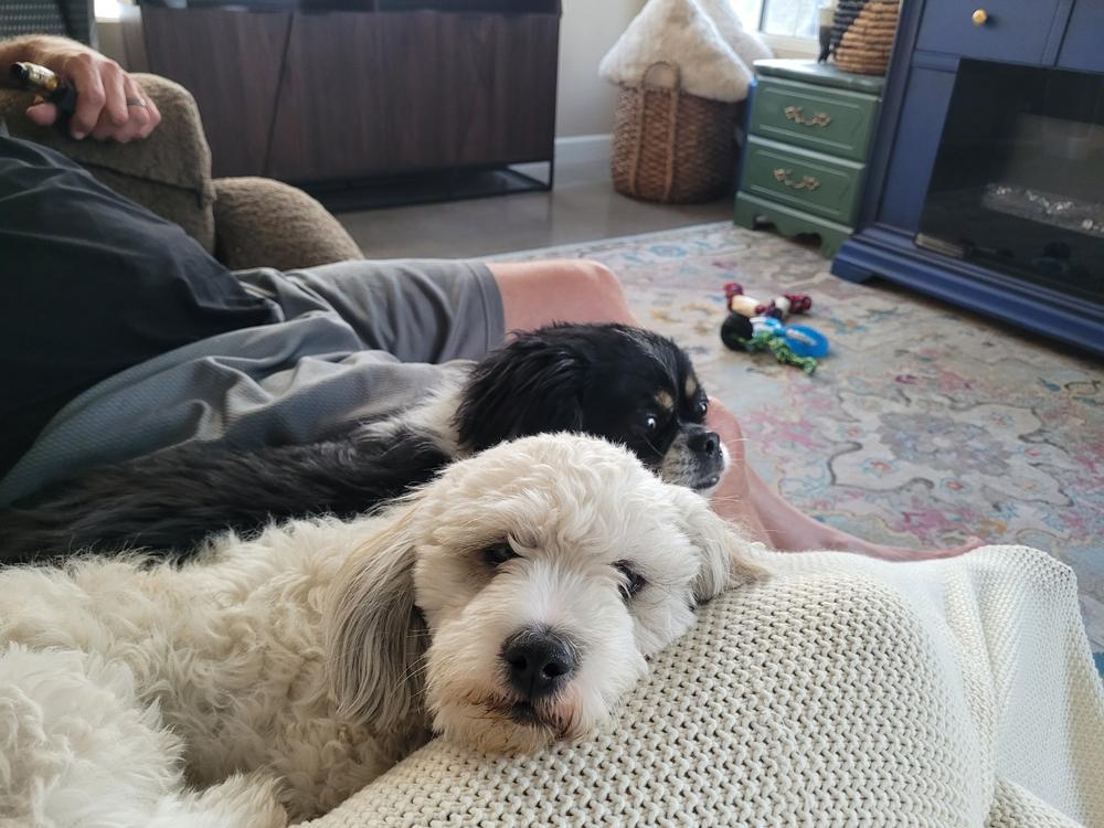 Ultimate Dog CHIRP Allergy Superfood Topper