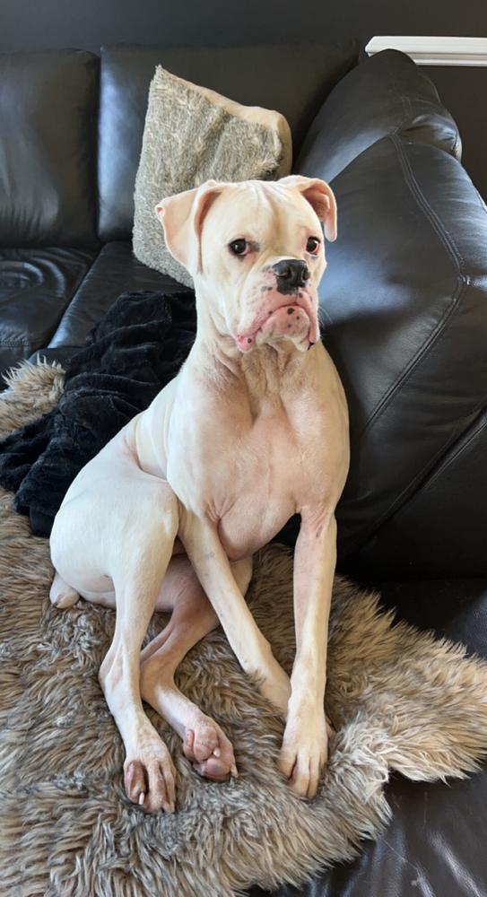 Ultimate Dog CHIRP Allergy Superfood Topper