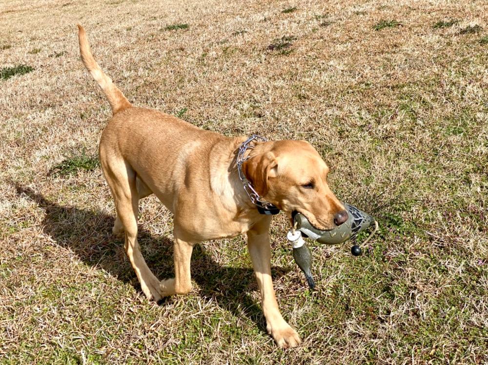 Ultimate Dog CHIRP Allergy Superfood Topper