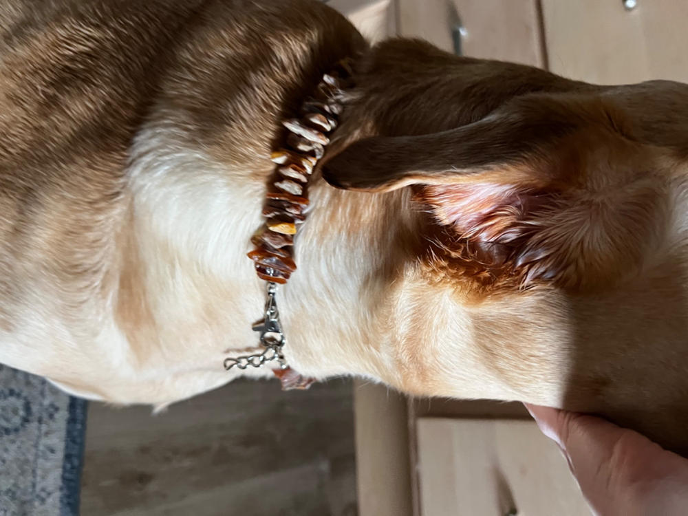 Baltic Amber Collar - Preventic Flea Collar for Dogs and Cats - Customer Photo From Carissa Menchaca