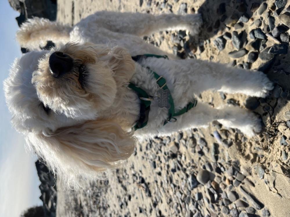 Allergy SoftSupps® - Customer Photo From Louise L.