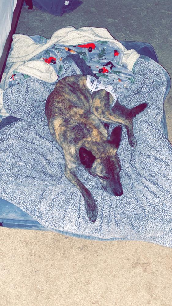 Pawtect® Blanket - Customer Photo From Margaux Camara