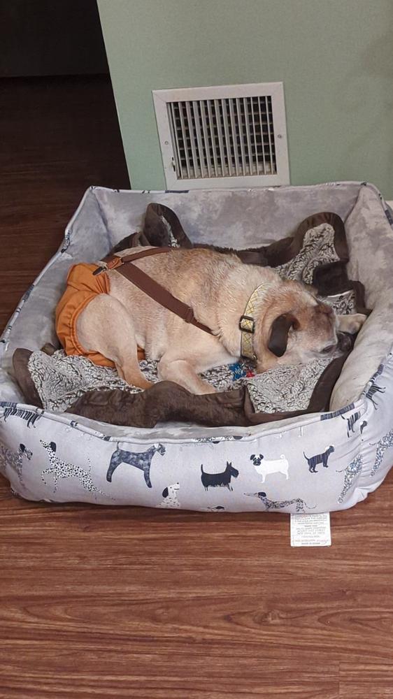 Pawtect® Blanket - Customer Photo From Anonymous