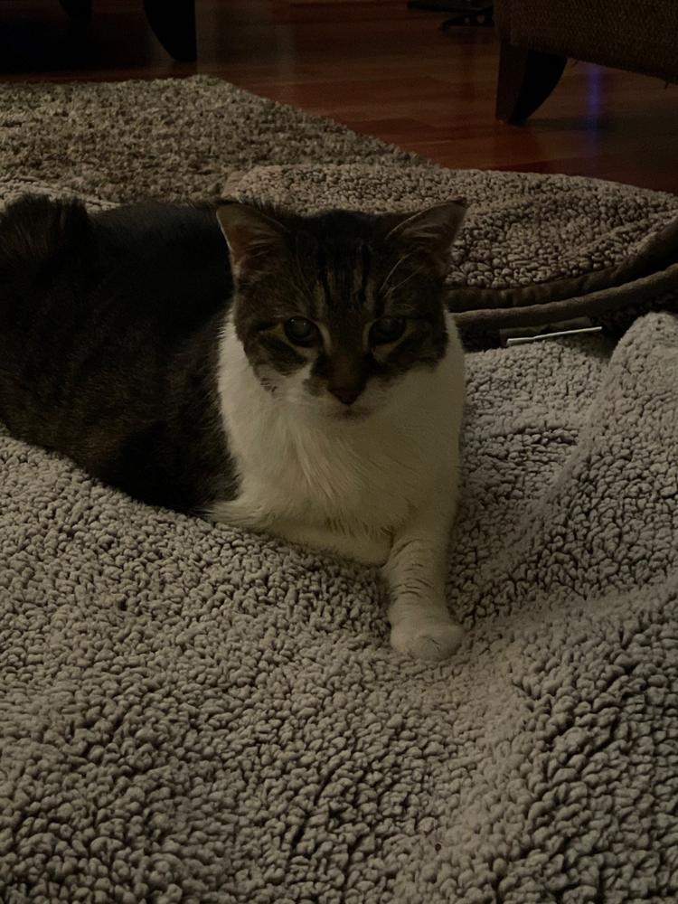 Pawtect® Blanket Plus - Customer Photo From Kelli Krall