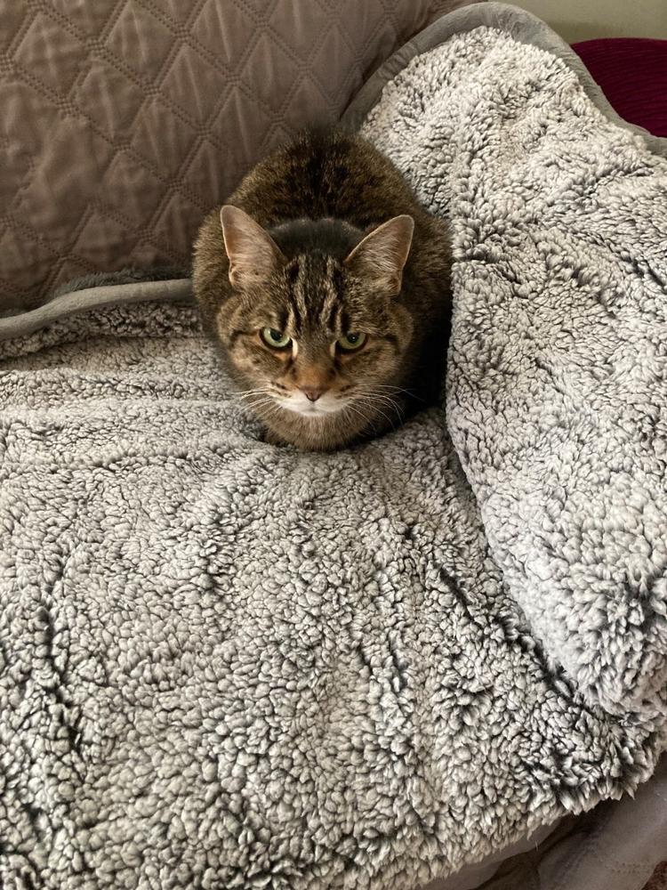 Pawtect® Blanket Plus - Customer Photo From Anonymous