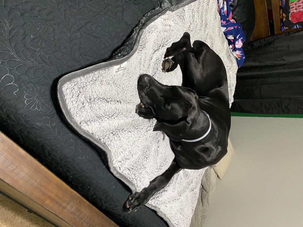 Pawtect® Blanket Plus - Customer Photo From Stacey L Ward