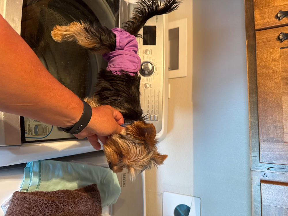 Dog Diapers (3-Pack) + Extendrs® - Customer Photo From Ruben Navarro