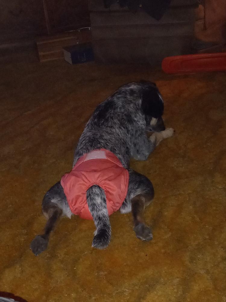 Dog Diapers (3-Pack) + Extendrs® - Customer Photo From Atari H.