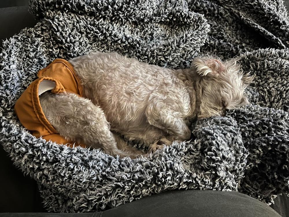 Dog Diapers (3-Pack) + Extendrs® - Customer Photo From Whitney Reynolds