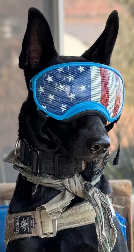 Dog Diapers (3-Pack) + Extendrs® - Customer Photo From Anonymous