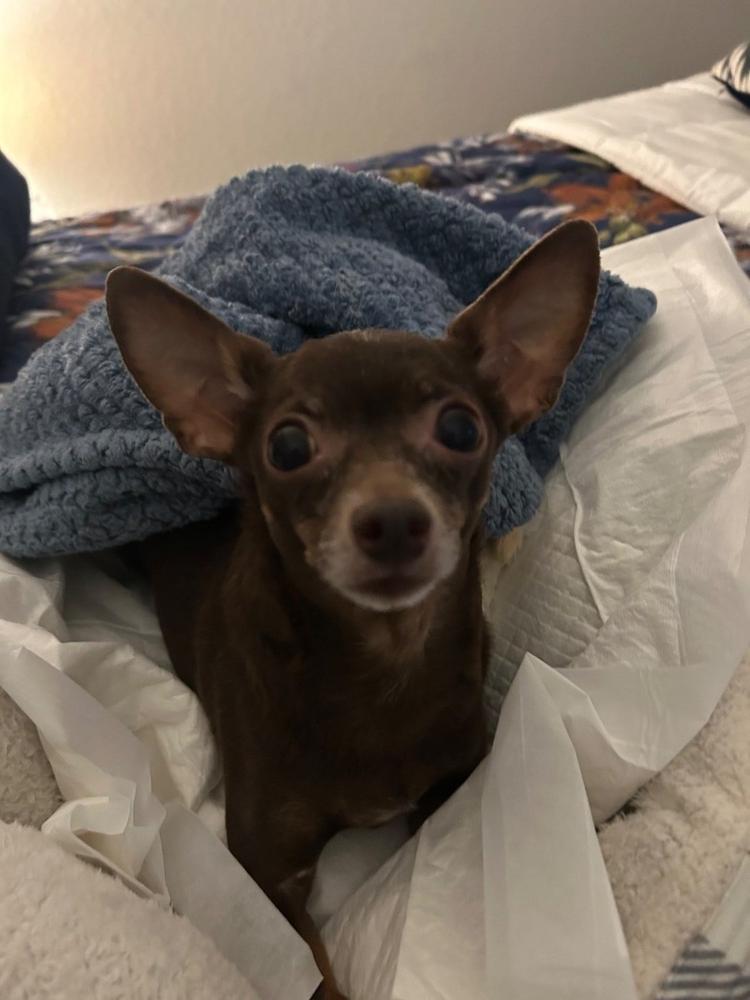 Dog Diapers (3-Pack) + Extendrs® - Customer Photo From Joan Burton