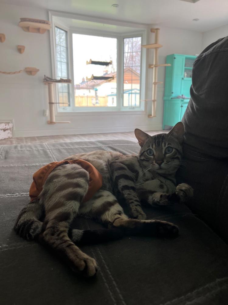 Cat Diapers (3-Pack) - Customer Photo From Amber Schram