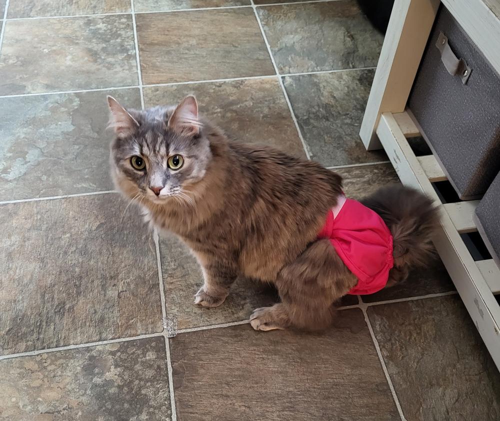 Cat Diapers (3-Pack) - Customer Photo From Lori S.