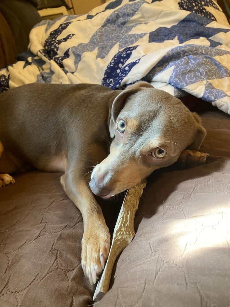 Gnawtlers® - Customer Photo From Diana Cservak