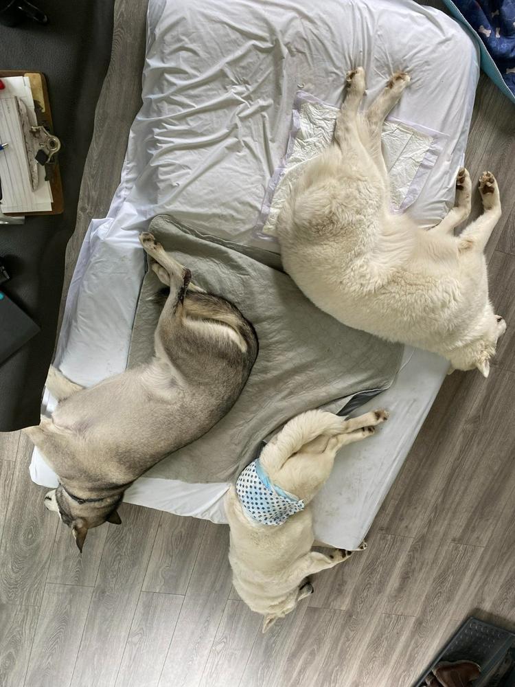 Pawtect® Pads (2pack) - Customer Photo From Reinout Schoolderman
