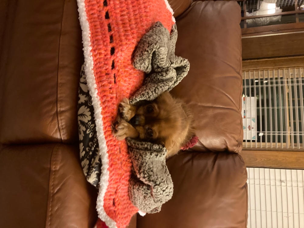 Pet Blanket - Customer Photo From Lucia Hall
