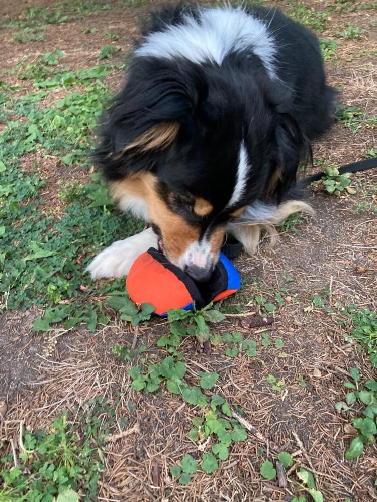 The Clam Treat-Dispensing Training Toy - Clean Run