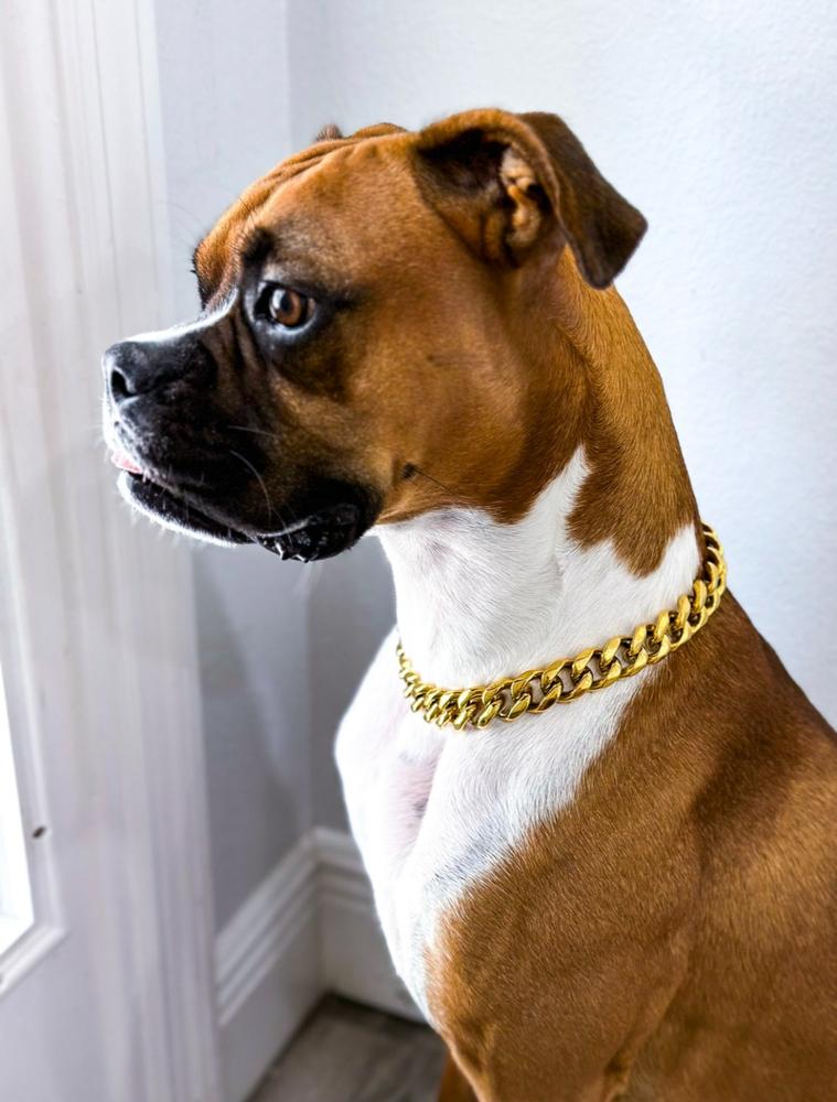 Cuban Link Gold Chain Collar - Customer Photo From Milo Chorizo